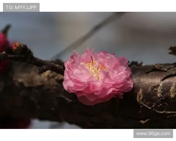 国家队喝彩桃花再绽荣耀时刻